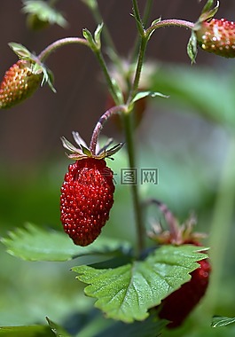 草莓,水果草莓,owocujące