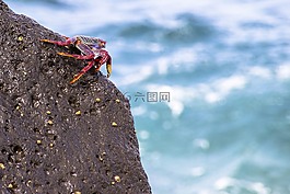 红蟹悬崖,蟹,meeresbewohner