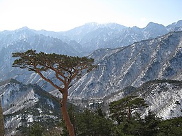 山 seoraksan,蔚山岩,松