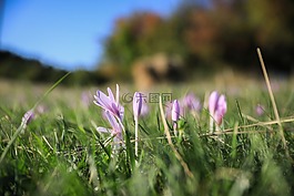 藏红花,受法律保护,花卉