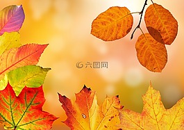 秋季,叶子,丰富多彩