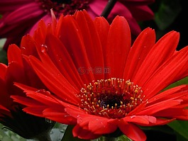 非洲菊,雏菊,花