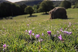 藏红花,受法律保护,花卉