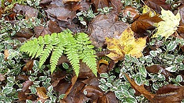 植物,秋季,叶子