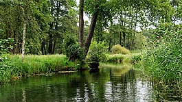 spreewald,电视频道,深度