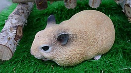 兔,动物,浅棕色