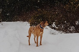 狗,雪花,牧羊人
