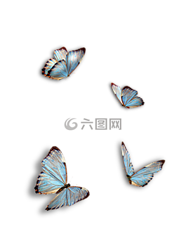 蝴蝶,蓝色,昆虫
