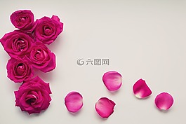 玫瑰,花瓣,背景