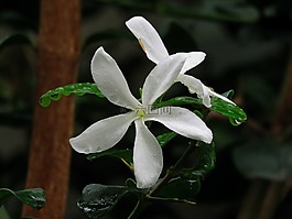 洁白的花朵,盛开,自然