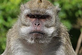 猴子,毛里求斯,面对