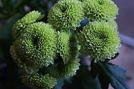 大花蕙兰兰花,绿色,大花蕙兰