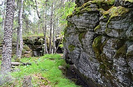 森林,野生木,夏季