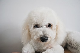比熊,狗狗,可爱