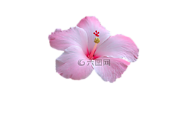 花,粉红色的花,粉红色
