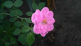 玫瑰花朵,红玫瑰,粉红玫瑰