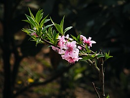 桃花,新春,风景