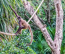 蜘蛛猴,攀登,丛林