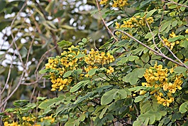 amaltas,黄色的花,黄金雨树
