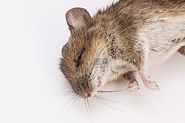 鼠标,木鼠,小林姬鼠