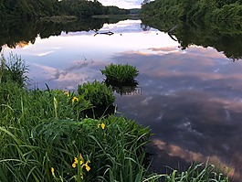 湖,日落,花