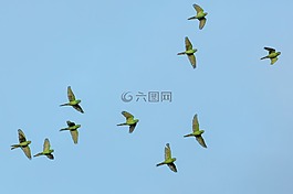 动物,禽,鸟