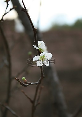 自然,白花,棕树