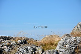 背景,草,风