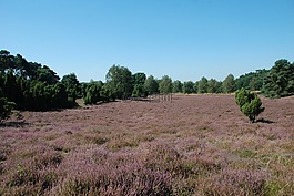 希瑟,heathland,埃里卡
