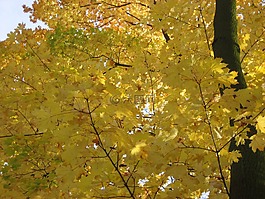 叶子,纹理,自然