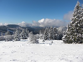 雪,雪景,黑色的森林