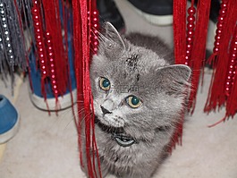 小猫,好看,灰色