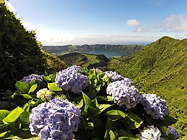 景观,湖,花