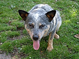 狗,蓝牧牛犬,屁虫