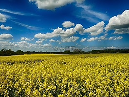 油菜开花,西北部的梅克伦堡,夏季