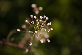 小,野草,性质
