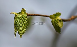 叶子,浅绿,年轻