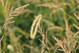 狗尾草,毛毛草,绒绒草