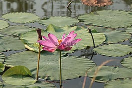 荷花,莲花,河塘