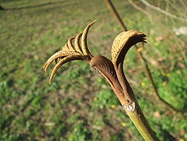 枫杨fraxinifolia,白种人蝶形,高加索核桃