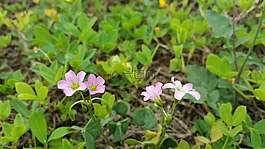 pink flower,green,spring