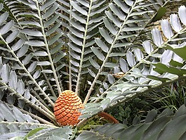 花,植物园,慕尼黑