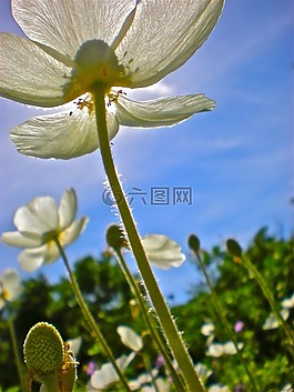 鲜花,白,芽