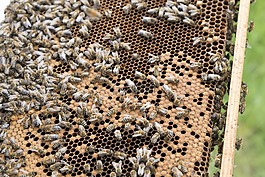 养蜂人,蜜蜂,蜂箱