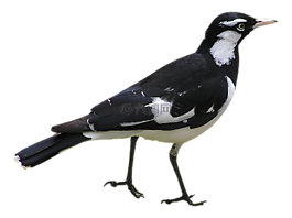 鸟,murray喜鹊,澳大利亚