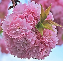 日本樱花盛开,日本樱花树,树