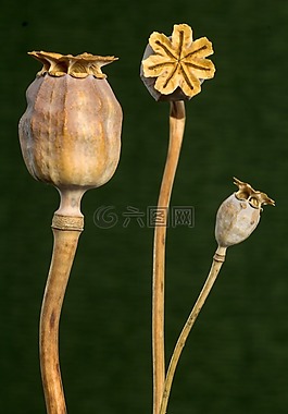 罂粟,罂粟胶囊,干