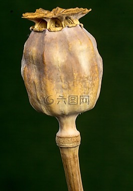 罂粟,罂粟胶囊,干