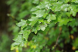 雨,叶,安静