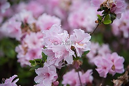 花,春天,花丛